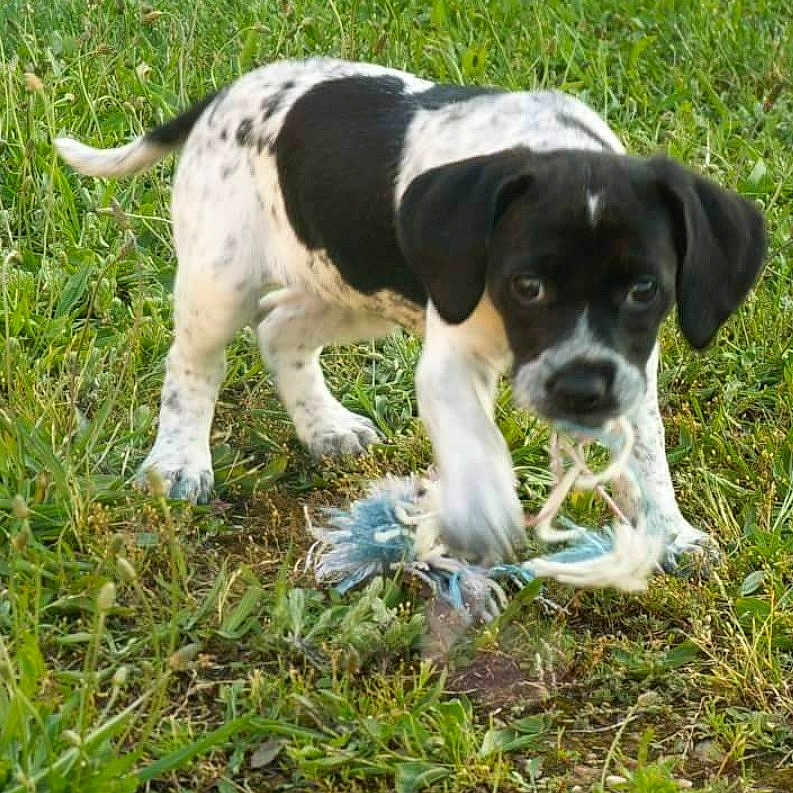 Ella participe au concours pour gagner de l'argent avec cette photo : animal, black_and_white, blurred_motion, chewing, dog, ears, fur, grass, grassland, greenery, nature, outdoor, pet, playful, puppy, rope_toy, small_dog, snout, toy, young_dog
