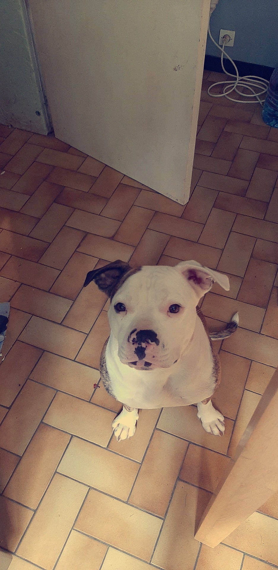 Oly participe au concours pour gagner de l'argent avec cette photo : american_bulldog, american_pit_bull_terrier, bull_and_terrier, bulldog, bully_kutta, canidae, carnivore, dog, dog_breed, dogo_argentino, dogo_guatemalteco, fawn, mammal, non_sporting_group, nose, pit_bull, snout, staffordshire_bull_terrier, valley_bulldog, vertebrate