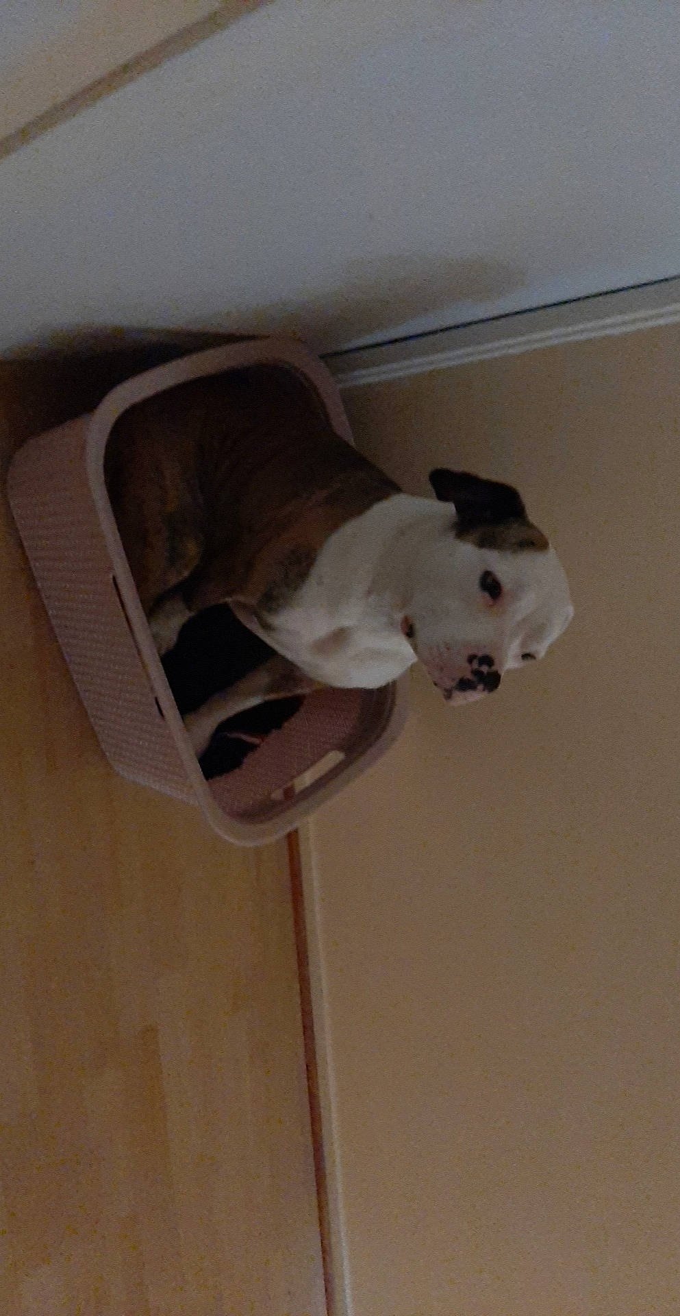 Oly a rejoint le concours — aidez-le/la à gagner de superbes lots ! american_bulldog, bulldog, canidae, carnivore, cat, dog, dog_breed, fawn, non_sporting_group