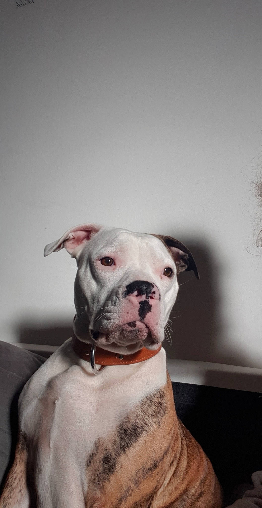 Oly participe au concours pour gagner de l'argent avec cette photo : american_bulldog, american_pit_bull_terrier, boxer, bulldog, canidae, carnivore, cordoba_fighting_dog, dog, dog_breed, dorset_olde_tyme_bulldogge, mammal, molosser, non_sporting_group, old_english_bulldog, olde_english_bulldogge, pit_bull, rare_breed_dog, snout, valley_bulldog, vertebrate