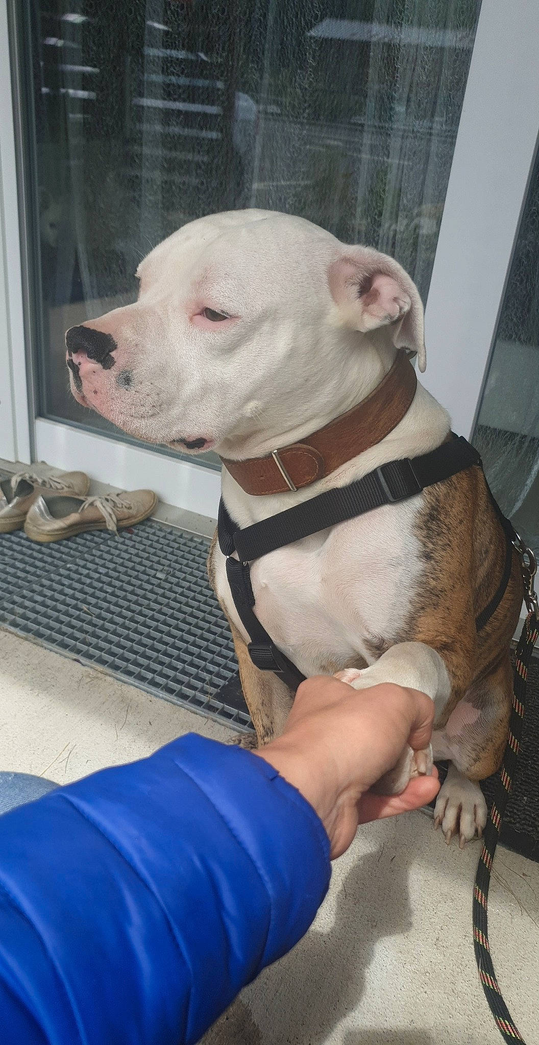 Oly a rejoint le concours — aidez-le/la à gagner de superbes lots ! american_bulldog, american_pit_bull_terrier, american_staffordshire_terrier, bull_and_terrier, bully_kutta, canidae, carnivore, cordoba_fighting_dog, dog, dog_breed, dogo_argentino, dogo_guatemalteco, fawn, mammal, non_sporting_group, pit_bull, rare_breed_dog, snout, valley_bulldog, vertebrate