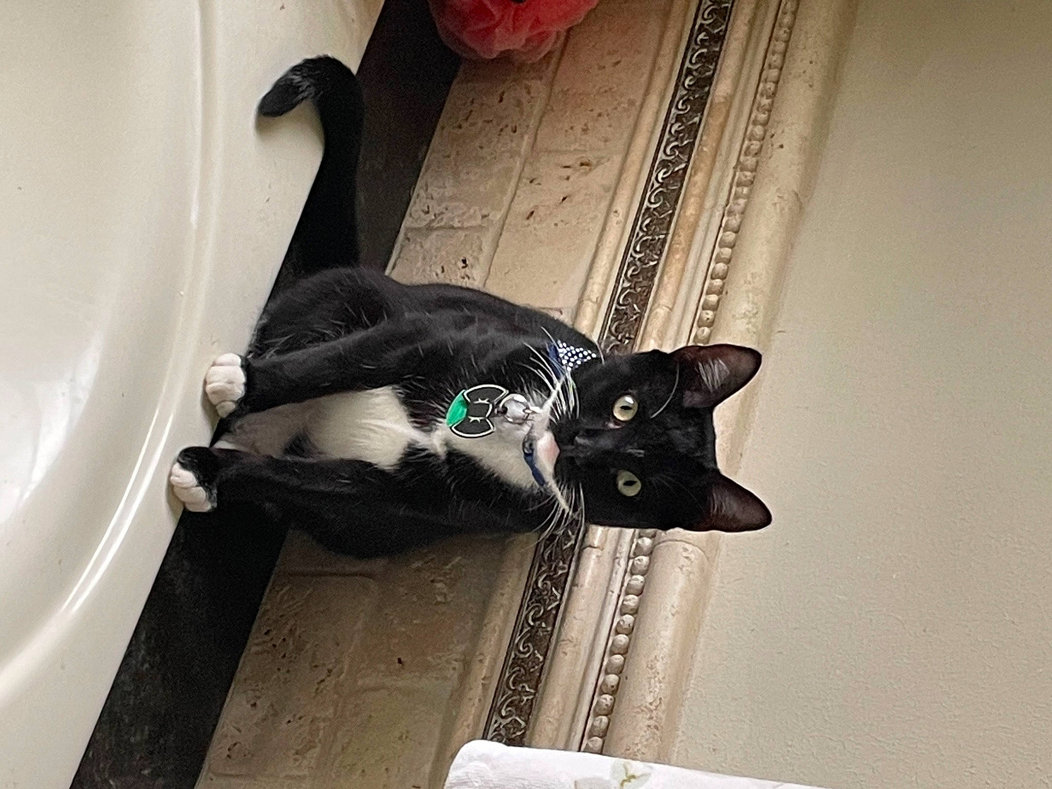 Prince joined the competition — help win amazing prizes! black_cat, carnivore, cat, comfort, domestic_short_haired_cat, door, felidae, fender, flooring, fur, hardwood, room, small_to_medium_sized_cats, tail, vehicle_door, whiskers, wood