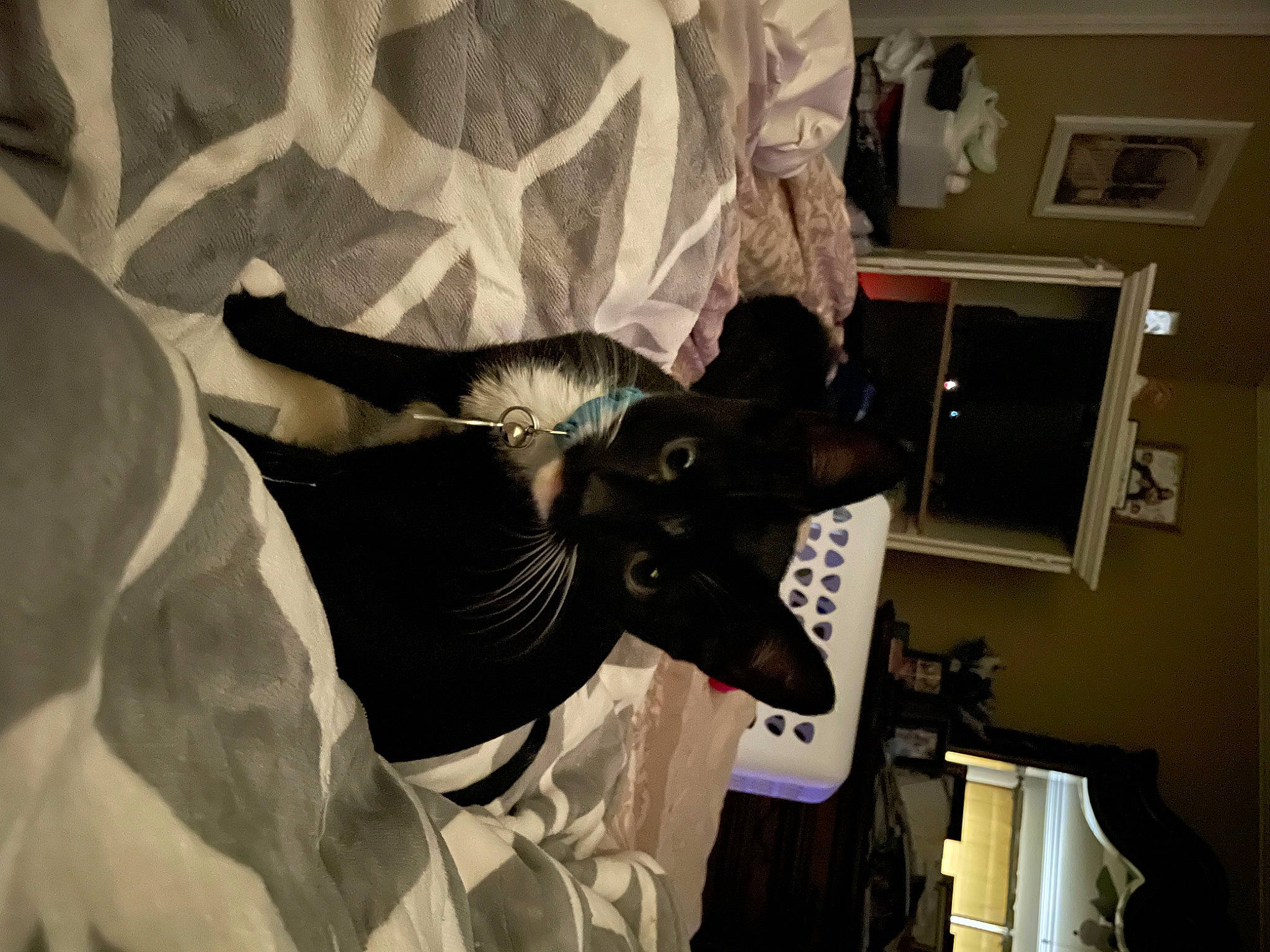 Prince is registered to the contest to win money with this photo: art, canidae, ceiling, fawn, felidae, fictional_character, fun, fur, grey, guard_dog, horn, mask, picture_frame, room, sculpture, small_to_medium_sized_cats, snout, tree, visual_arts, whiskers