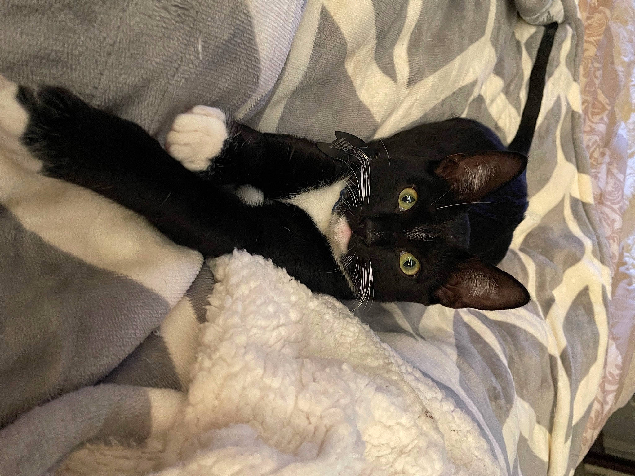 Prince joined the competition — help win amazing prizes! bag, bedding, black_cat, blanket, bombay, carnivore, cat, claw, comfort, domestic_short_haired_cat, felidae, fur, grey, linens, mammal, paw, small_to_medium_sized_cats, tail, textile, whiskers