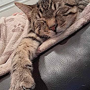 Apollo is registered to the contest to win money with this photo: cat, tabby, sleeping, paw, blanket, leather_couch, indoor, cozy, relaxed, fur, whiskers, pet, domestic_animal, close_up, resting, comfort, feline, home, cute, animal