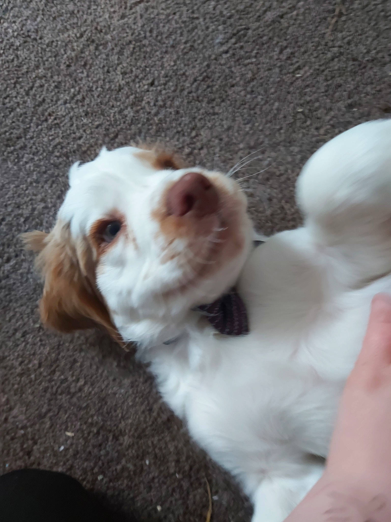 Sosuke joined the competition — help win amazing prizes! brittany, canidae, carnivore, clumber_spaniel, cocker_spaniel, companion_dog, dog, dog_breed, ear, fawn, mammal, nose, puppy, puppy_love, rare_breed_dog, spaniel, sporting_group, vertebrate