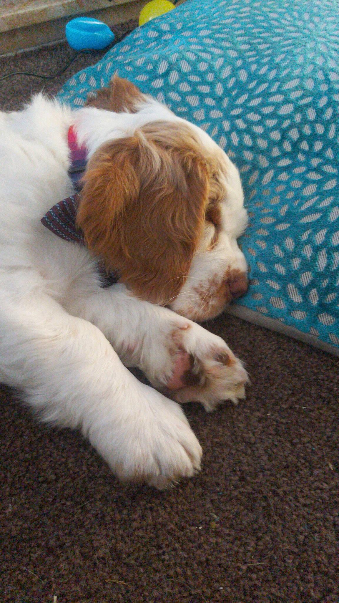 Sosuke is registered to the contest to win money with this photo: brittany, canidae, carnivore, cavachon, cavalier_king_charles_spaniel, clumber_spaniel, cocker_spaniel, companion_dog, dog, dog_breed, mammal, puppy, puppy_love, russian_spaniel, spaniel, spinone_italiano, sporting_group, vertebrate