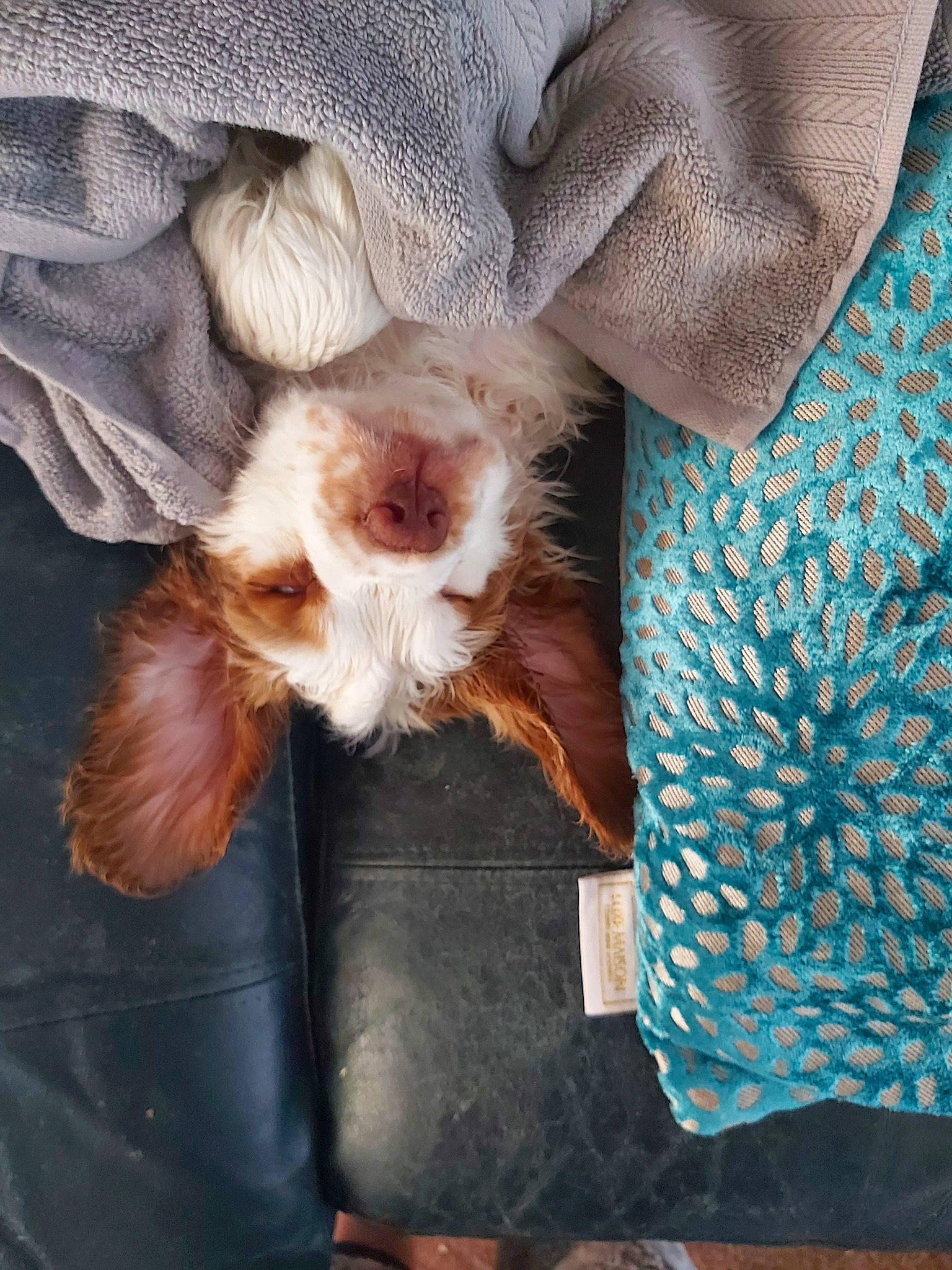 Sosuke is registered to the contest to win money with this photo: canidae, carnivore, cavalier_king_charles_spaniel, companion_dog, dog, dog_breed, ear, fawn, nap, puppy, puppy_love, yorkshire_terrier