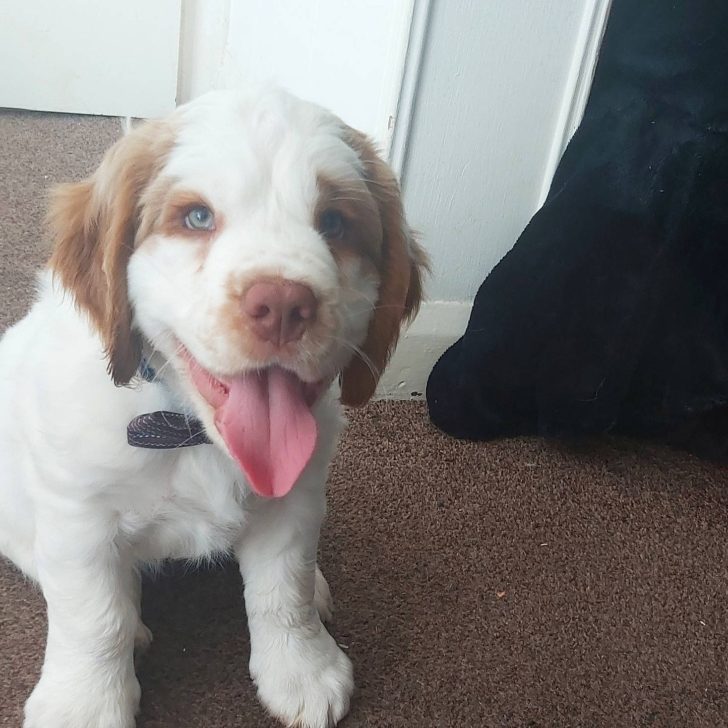 Sosuke is registered to the contest to win money with this photo: brittany, canidae, carnivore, clumber_spaniel, companion_dog, dog, dog_breed, hunting_dog, mammal, nose, puppy, puppy_love, rare_breed_dog, spaniel, spinone_italiano, sporting_group, vertebrate