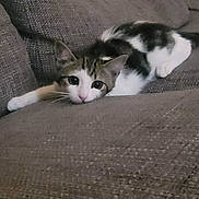 Abel participe au concours pour gagner de l'argent avec cette photo : animal, black, cat, couch, cozy, cute, domestic, ears, feline, fur, gray, indoor, kitten, lying_down, pet, resting, soft, tabby, whiskers, white