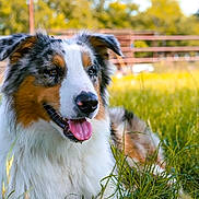 Cutter joined the competition — help win amazing prizes! dog, australian_shepherd, grass, outdoor, pet, animal, tongue_out, happy, nature, fur, ears, nose, canine, summer, sunlight, field, muzzle, closeup, portrait, resting