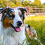 dog, australian_shepherd, grass, outdoor, pet, animal, tongue_out, happy, nature, fur, ears, nose, canine, summer, sunlight, field, muzzle, closeup, portrait, resting