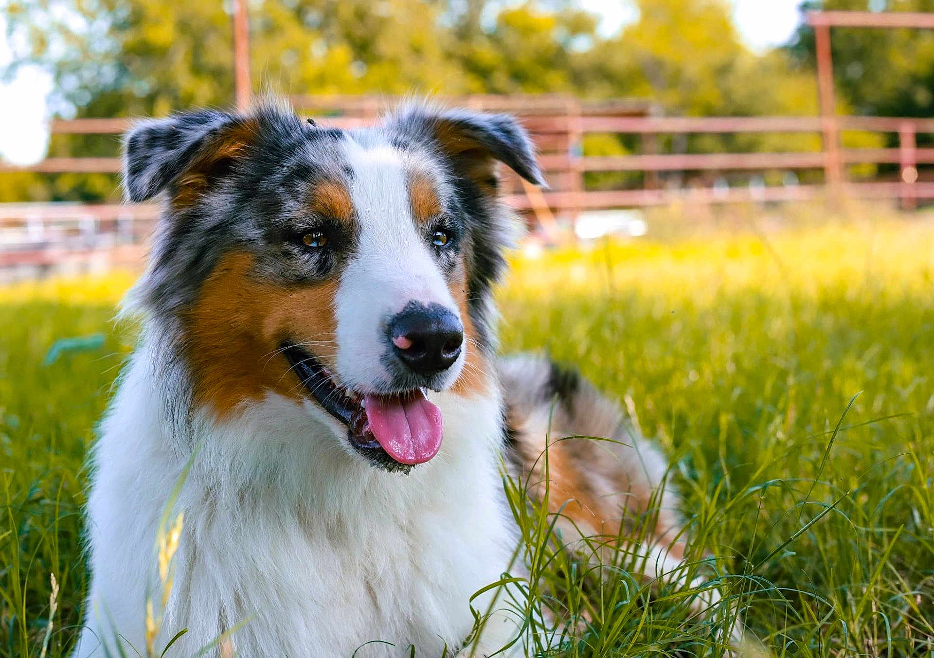 Cutter joined the competition — help win amazing prizes! dog, australian_shepherd, grass, outdoor, pet, animal, tongue_out, happy, nature, fur, ears, nose, canine, summer, sunlight, field, muzzle, closeup, portrait, resting