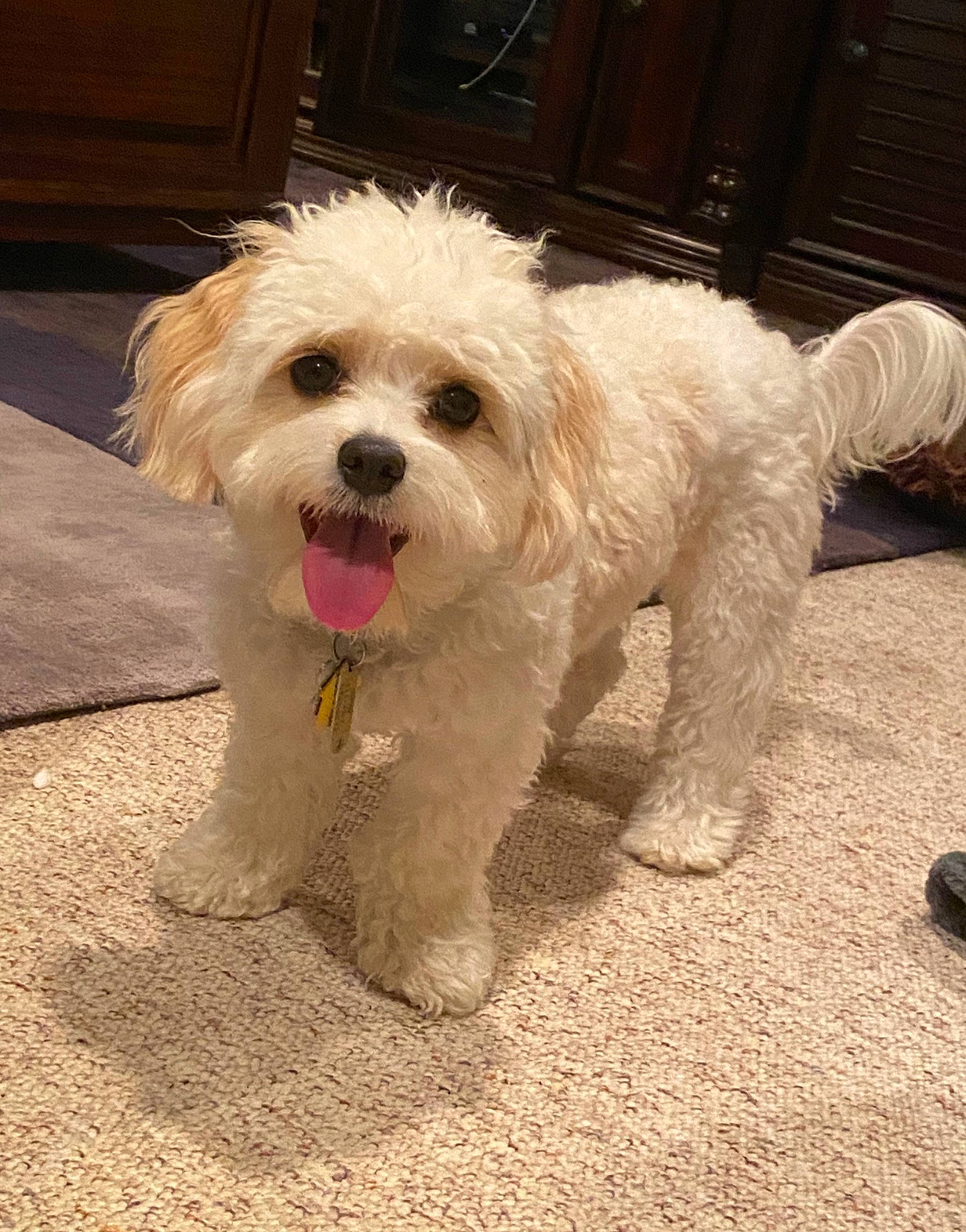 Maisey is registered to the contest to win money with this photo: canidae, carnivore, companion_dog, dog, dog_breed, dog_collar, door, fur, labradoodle, mal_shi, maltepoo, non_sporting_group, small_terrier, sporting_group, terrier, toy_dog, water_dog, working_animal, yorkipoo