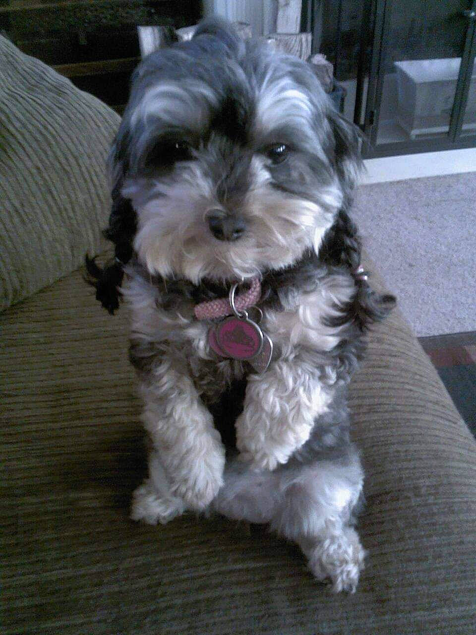 Addie is registered to the contest to win money with this photo: canidae, carnivore, companion_dog, dog, dog_breed, dog_collar, dog_supply, fur, liver, mal_shi, maltepoo, shih_poo, small_terrier, snout, sporting_group, terrier, toy_dog, water_dog, working_animal, yorkipoo