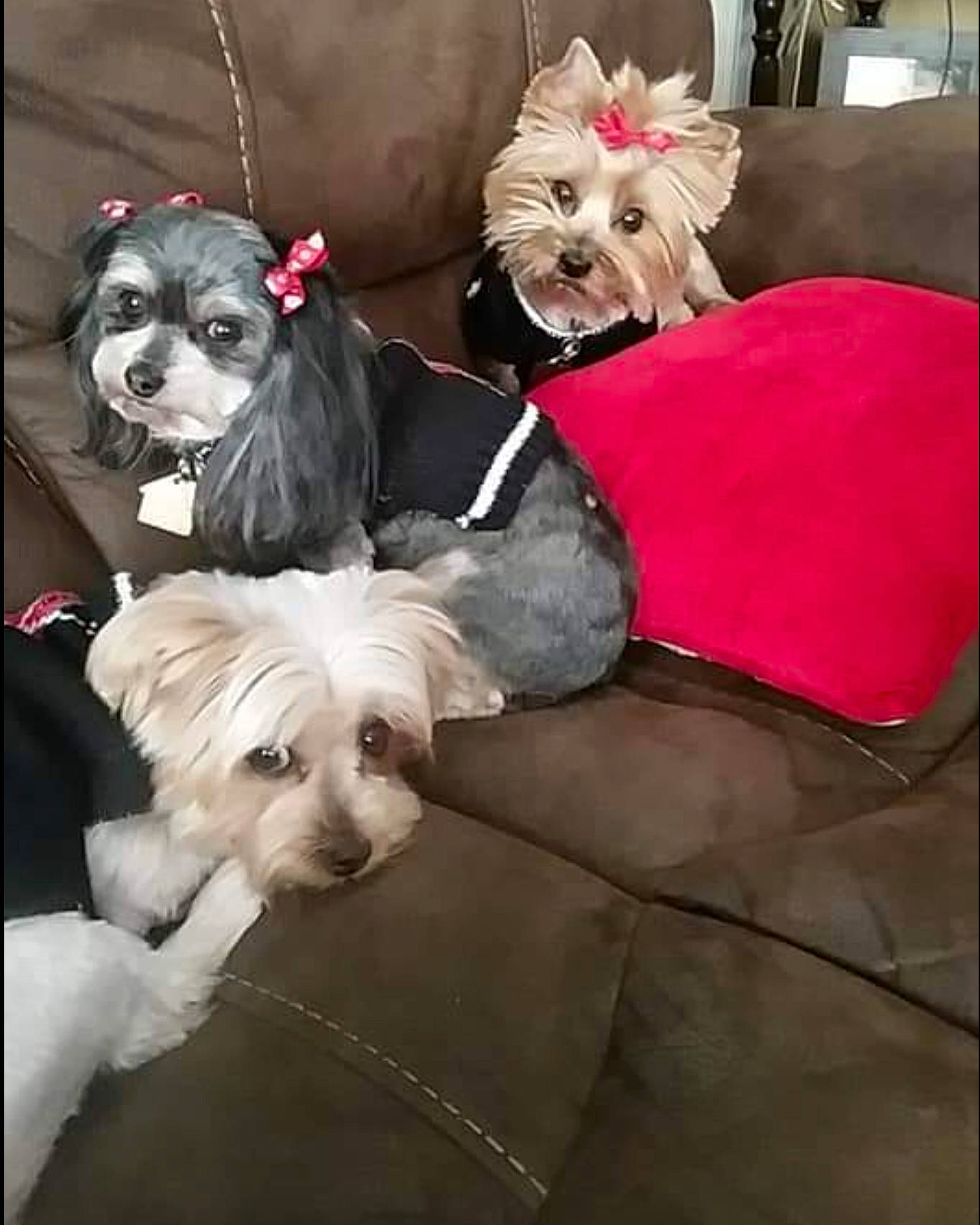 Addie joined the competition — help win amazing prizes! biewer_terrier, carnivore, collar, companion_dog, dog, dog_breed, dog_clothes, dog_collar, dog_supply, fashion_accessory, fur, leash, liver, non_sporting_group, pet_supply, small_terrier, terrier, toy_dog, working_animal, yorkipoo