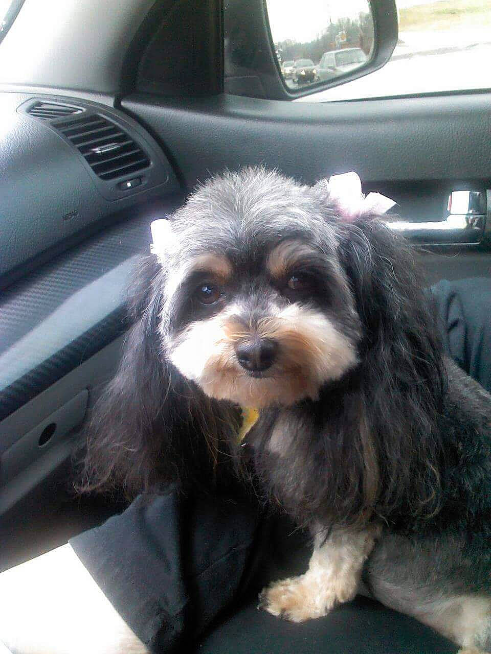 Addie is registered to the contest to win money with this photo: auto_part, automotive_design, automotive_exterior, automotive_mirror, automotive_tire, car, car_seat, car_seat_cover, carnivore, companion_dog, dog, dog_breed, door, motor_vehicle, personal_luxury_car, snout, toy_dog, vehicle_door, windshield, working_animal