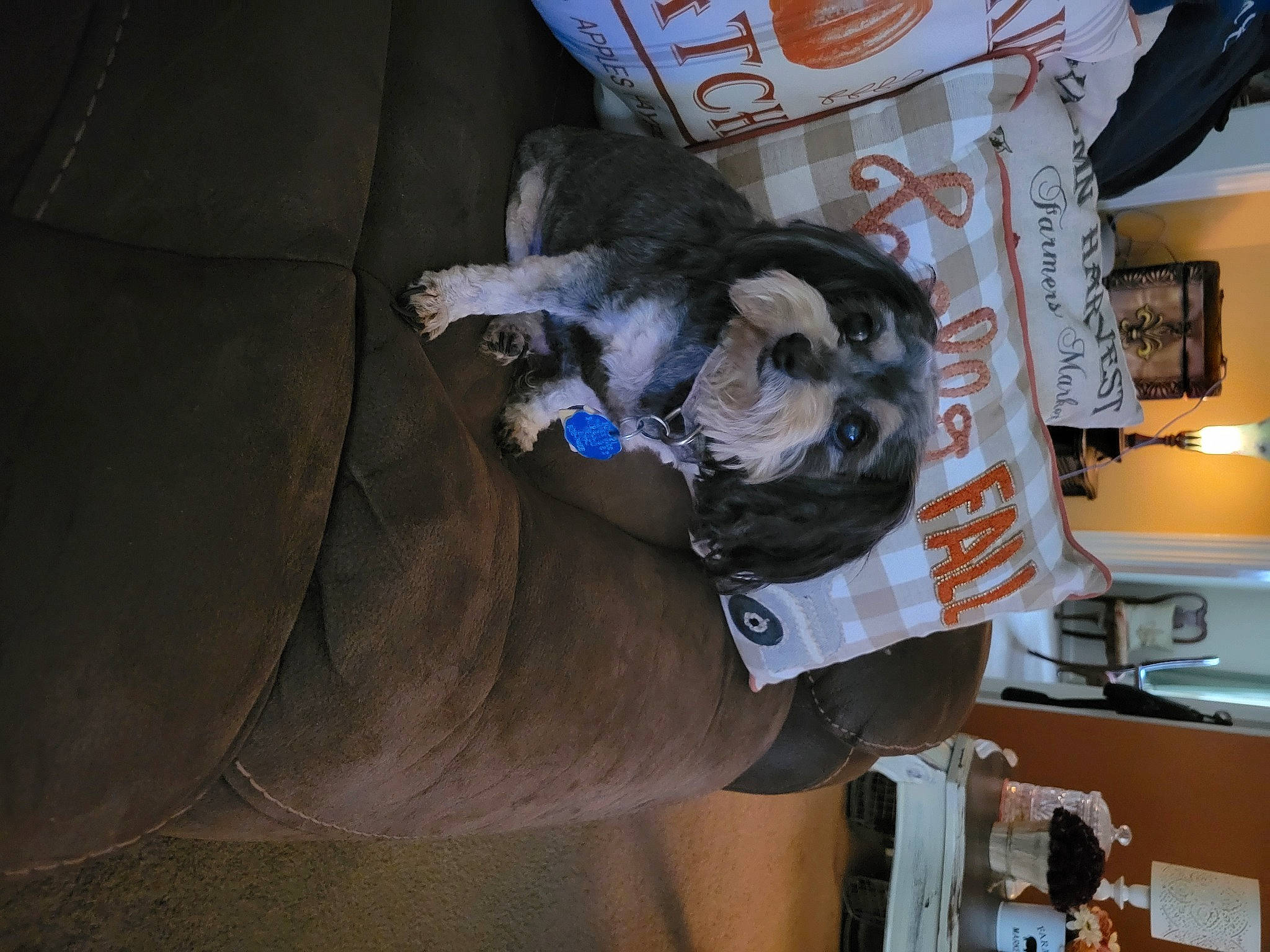 Addie is registered to the contest to win money with this photo: canidae, carnivore, comfort, companion_dog, dog, dog_breed, dog_supply, felidae, fur, kitchen_appliance, lamp, machine, personal_protective_equipment, sleeve, sporting_group, tree