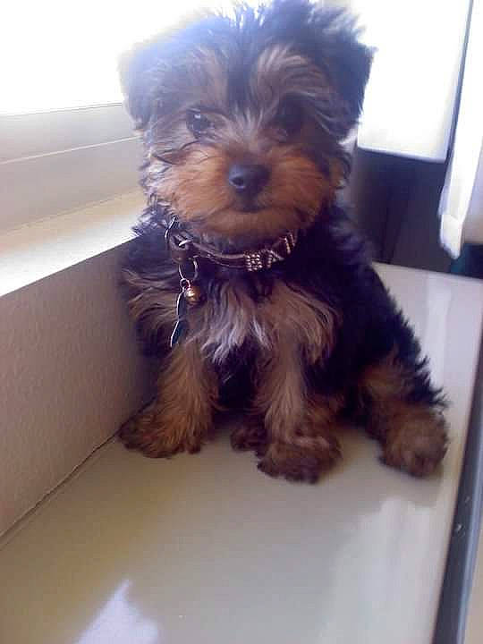 Bailey joined the competition — help win amazing prizes! biewer_terrier, carnivore, companion_dog, dog, dog_breed, dog_supply, fur, liver, poodle_crossbreed, small_terrier, sporting_group, terrier, toy_dog, water_dog, working_animal, yorkipoo