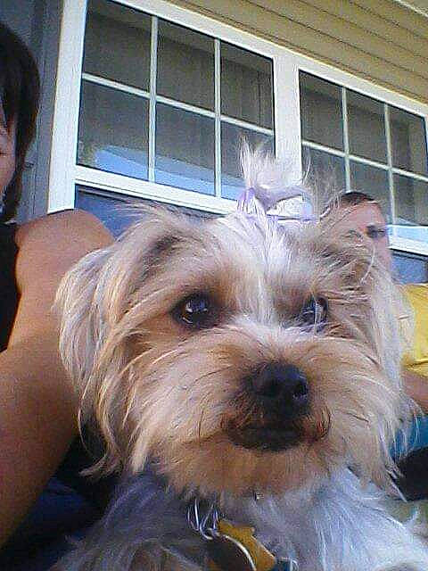 Bailey joined the competition — help win amazing prizes! biewer_terrier, canidae, carnivore, companion_dog, dog, dog_breed, fawn, fur, non_sporting_group, small_terrier, snout, sporting_group, terrier, toy_dog, window, working_animal