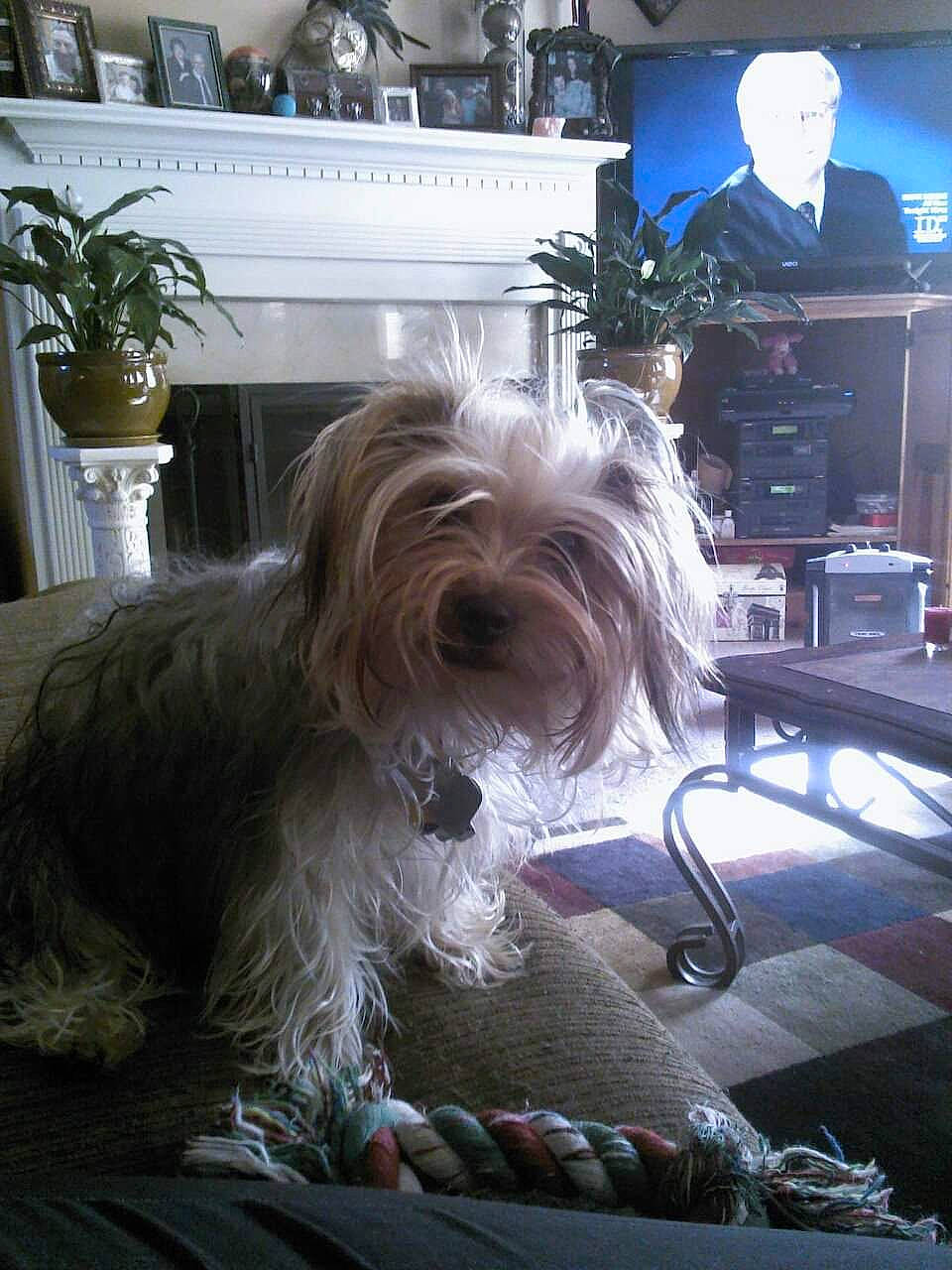Bailey is registered to the contest to win money with this photo: canidae, carnivore, chair, companion_dog, dog, dog_breed, dog_supply, flooring, flowerpot, fur, houseplant, picture_frame, plant, small_terrier, snout, sporting_group, television, terrier, toy_dog, working_animal