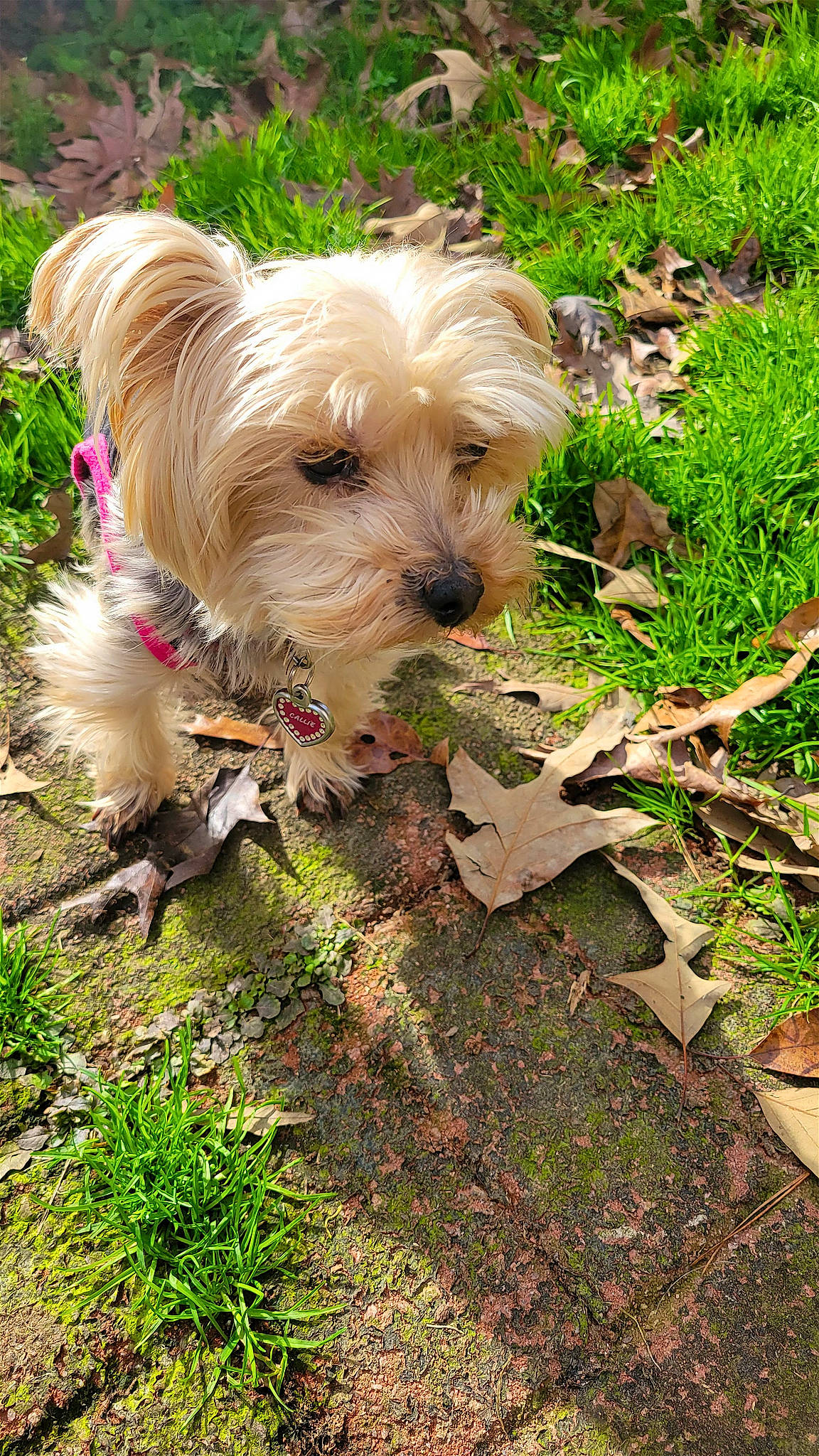 Callie joined the competition — help win amazing prizes! canidae, carnivore, companion_dog, dog, dog_breed, dog_supply, grass, groundcover, liver, maltepoo, plant, poodle_crossbreed, small_terrier, soil, sporting_group, terrier, toy_dog, water_dog, working_animal, yorkipoo