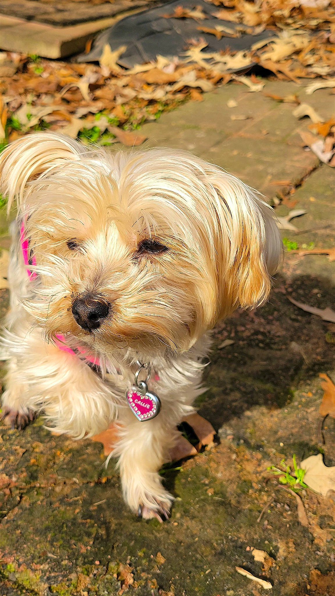 Callie joined the competition — help win amazing prizes! canidae, carnivore, companion_dog, dog, dog_breed, grass, liver, maltepoo, plant, puppy, small_terrier, snout, soil, sporting_group, terrestrial_animal, terrier, toy_dog, water_dog, working_animal, yorkipoo