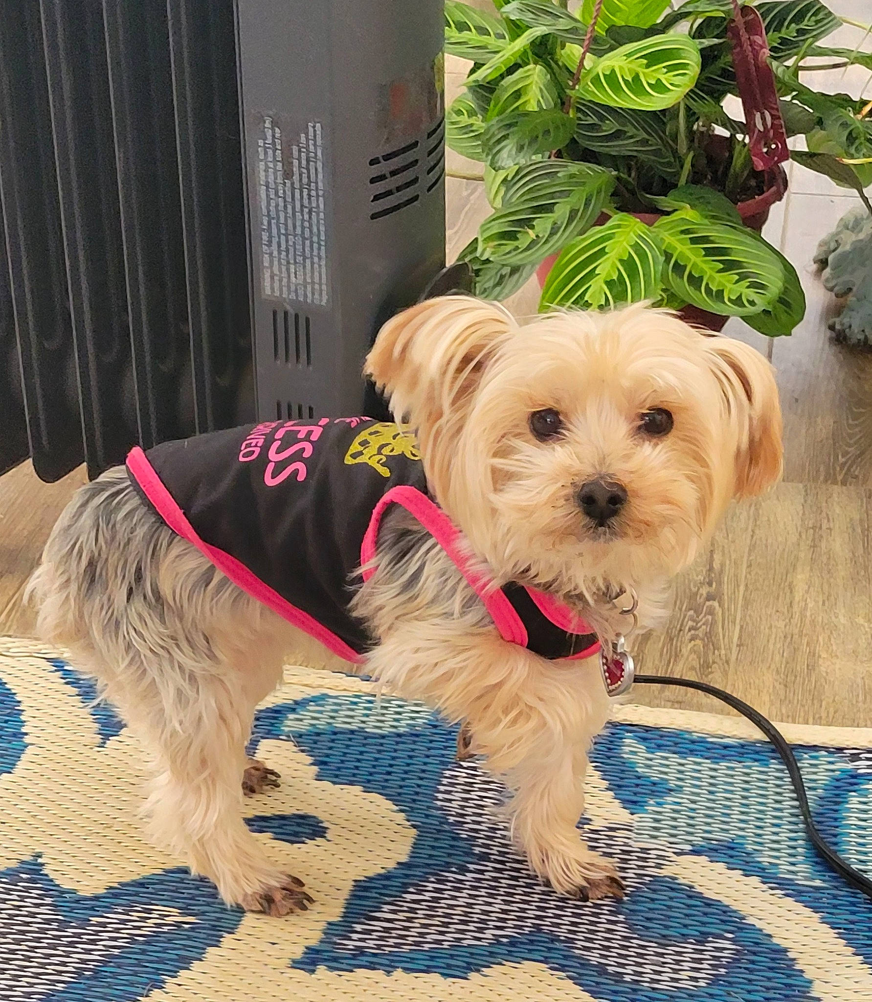 Callie is registered to the contest to win money with this photo: canidae, carnivore, collar, companion_dog, dog, dog_breed, dog_clothes, dog_collar, dog_supply, fashion_accessory, fawn, leash, pet_supply, plant, small_terrier, snout, sporting_group, terrier, toy_dog, working_animal