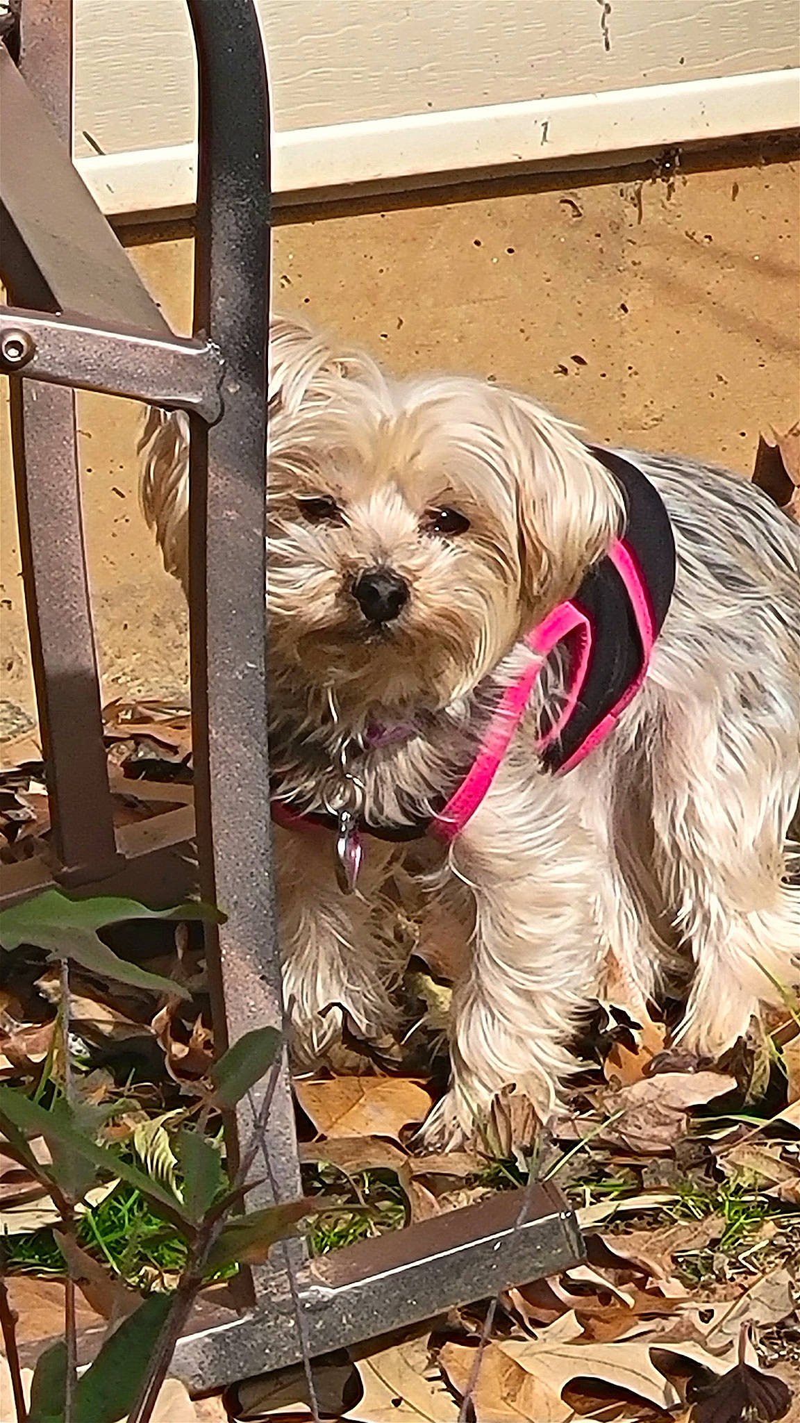 Callie joined the competition — help win amazing prizes! canidae, carnivore, collar, companion_dog, dog, dog_breed, dog_collar, dog_supply, fence, fur, grass, liver, puppy_love, small_terrier, snout, sporting_group, terrier, toy_dog, water_dog, working_animal