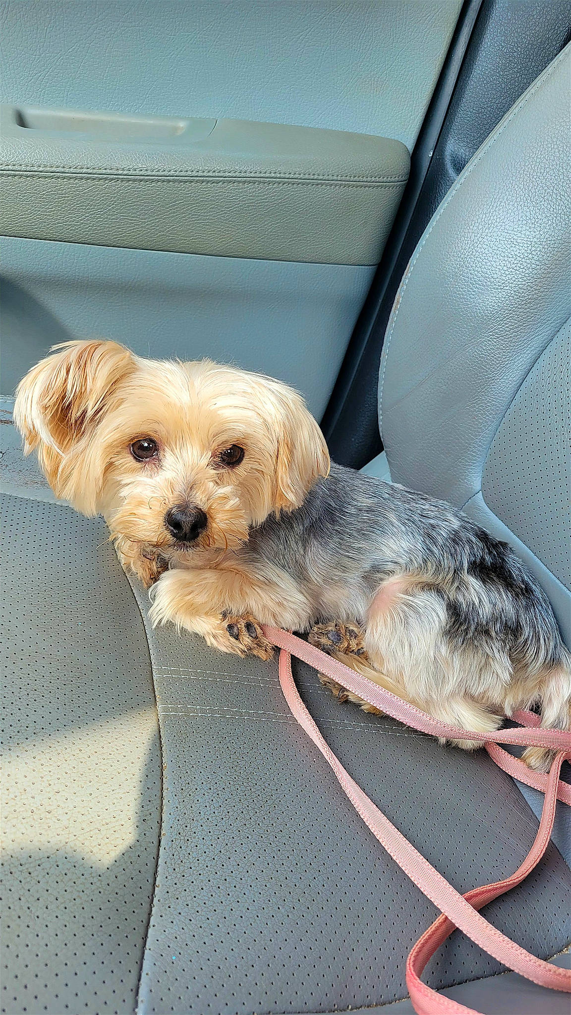 Callie joined the competition — help win amazing prizes! canidae, car_seat, carnivore, collar, comfort, companion_dog, dog, dog_breed, dog_collar, dog_supply, fur, shih_poo, small_terrier, snout, sporting_group, terrier, toy_dog, vehicle, working_animal, yorkipoo