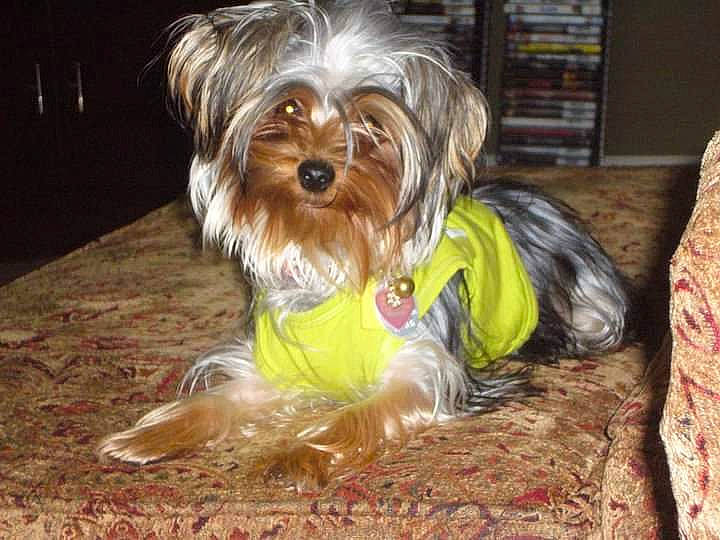 Lexi joined the competition — help win amazing prizes! biewer_terrier, canidae, carnivore, companion_dog, dog, dog_breed, dog_clothes, dog_supply, grass, liver, maltepoo, puppy, small_terrier, snout, sporting_group, terrier, toy_dog, water_dog, wood, working_animal