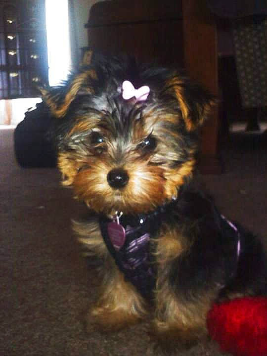 Lexi joined the competition — help win amazing prizes! biewer_terrier, canidae, carnivore, companion_dog, dog, dog_breed, event, fur, liver, maltepoo, non_sporting_group, small_terrier, snout, sporting_group, terrier, toy_dog, water_dog, window, working_animal, yorkipoo