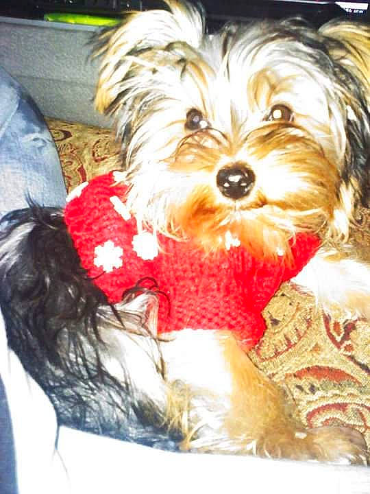 Lexi joined the competition — help win amazing prizes! biewer_terrier, canidae, carnivore, companion_dog, dog, dog_breed, dog_clothes, dog_supply, fur, liver, maltepoo, non_sporting_group, puppy, puppy_love, small_terrier, snout, sporting_group, terrier, toy_dog, working_animal