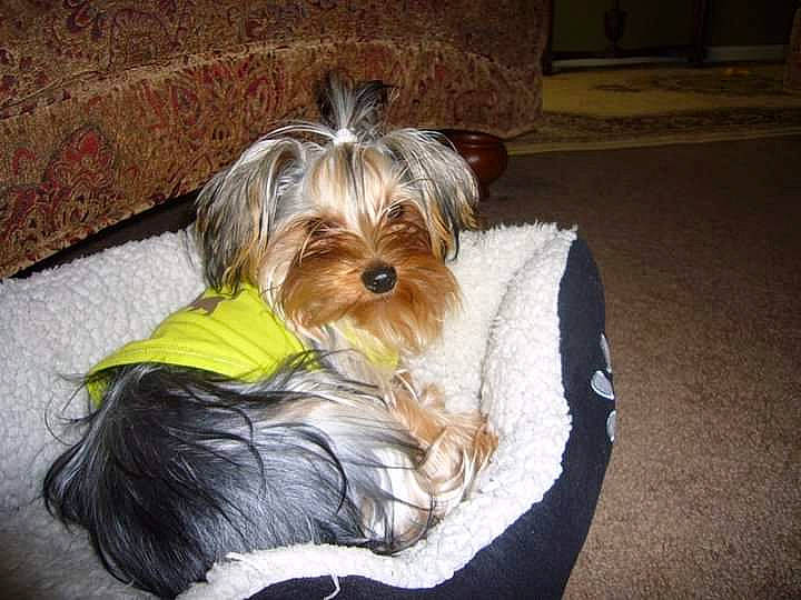 Lexi is registered to the contest to win money with this photo: biewer_terrier, canidae, carnivore, comfort, companion_dog, dog, dog_breed, dog_supply, fawn, fur, liver, maltepoo, pet_supply, small_terrier, snout, sporting_group, terrier, toy_dog, water_dog, working_animal