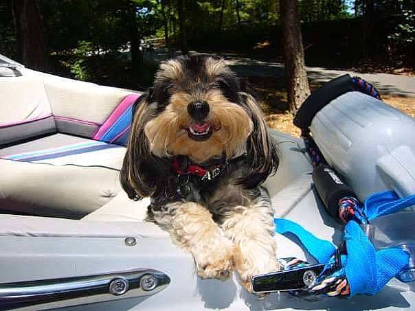 Addie is registered to the contest to win money with this photo: automotive_exterior, automotive_window_part, canidae, carnivore, collar, companion_dog, dog, dog_breed, dog_collar, dog_supply, motor_vehicle, small_terrier, sporting_group, terrier, toy_dog, tree, vehicle, vehicle_door, windshield, working_animal