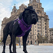 Sasha joined the competition — help win amazing prizes! animal, architecture, black_dog, canine, cityscape, clock_tower, clouds, daytime, dog, historic_building, large_dog, monument, outdoor, pavement, pet, purple_harness, sky, standing, street, urban