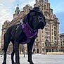 animal, architecture, black_dog, canine, cityscape, clock_tower, clouds, daytime, dog, historic_building, large_dog, monument, outdoor, pavement, pet, purple_harness, sky, standing, street, urban