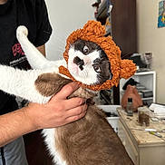 Charlie joined the competition — help win amazing prizes! cat, person, hand, hat, costume, indoor, brown, white, fur, face, expression, wide_eyes, holding, clothing, furniture, shelf, bottle, table, room, cute
