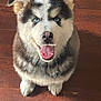 husky, puppy, dog, blue_eyes, fluffy, fur, pet, canine, animal, sitting, looking_up, mouth_open, tongue_out, wooden_floor, indoor, cute, adorable, young, smiling, friendly