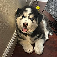 Zorro is registered to the contest to win money with this photo: puppy, dog, blue_eyes, fluffy, indoor, wooden_floor, wall, cable, pet, young, cute, animal, sitting, tongue_out, black_and_white, fur, collar, home, floor, relaxed