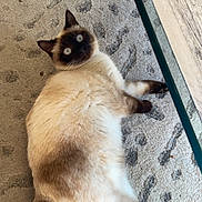 Mia a rejoint le concours — aidez-le/la à gagner de superbes lots ! cat, siamese_cat, pet, indoor, carpet, feline, animal, domestic_animal, lying_down, curious, fur, whiskers, paws, table, wood, glass, floor, resting, cute, looking_up
