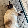 cat, siamese_cat, pet, indoor, carpet, feline, animal, domestic_animal, lying_down, curious, fur, whiskers, paws, table, wood, glass, floor, resting, cute, looking_up