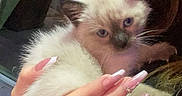 Mia participe au concours pour gagner de l'argent avec cette photo : kitten, cat, siamese_cat, animal, pet, feline, cute, fluffy, hand, manicure, nails, person, indoor, window, calm, cradling, young_cat, blue_eyes, fur, domestic_animal