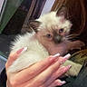 kitten, cat, siamese_cat, animal, pet, feline, cute, fluffy, hand, manicure, nails, person, indoor, window, calm, cradling, young_cat, blue_eyes, fur, domestic_animal