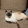 cat, siamese_cat, blue_eyes, couch, beige, textured_fabric, indoor, wooden_wall, pet, animal, relaxed, feline, looking_up, fur, whiskers, ears, tail, cozy, home, resting