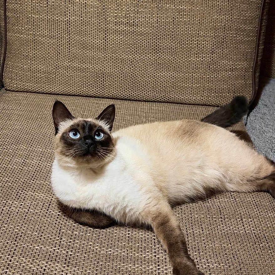 Mia participe au concours pour gagner de l'argent avec cette photo : cat, siamese_cat, blue_eyes, couch, beige, textured_fabric, indoor, wooden_wall, pet, animal, relaxed, feline, looking_up, fur, whiskers, ears, tail, cozy, home, resting