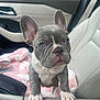 animal, blanket, car_interior, car_seat, closeup, curious, cute, dog, ears, face, french_bulldog, front_paws, indoor, leather_seat, nose, pet, pink_blanket, puppy, window, young_dog