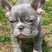 Lola is registered to the contest to win money with this photo: animal, close_up, cute, dog, ears, eyes, face, french_bulldog, fur, grass, mammal, nose, outdoor, pet, portrait, puppy, snout, walking, white_paws, young