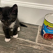 Miguel is registered to the contest to win money with this photo: animal, black_and_white, can, cat, closeup, curious, feline, floor, food, indoor, kitten, minestrone, pet, progresso, small, soup_can, whiskers, white_paws, wooden_floor, young
