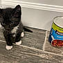 animal, black_and_white, can, cat, closeup, curious, feline, floor, food, indoor, kitten, minestrone, pet, progresso, small, soup_can, whiskers, white_paws, wooden_floor, young